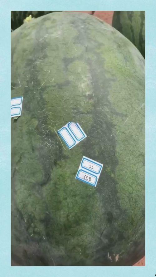 郑州吃瓜亭子,吃瓜亭子，夏日纳凉新去处