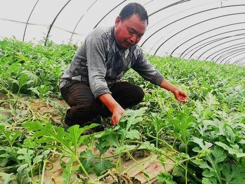 郑州吃瓜亭子,吃瓜亭子，夏日纳凉新去处