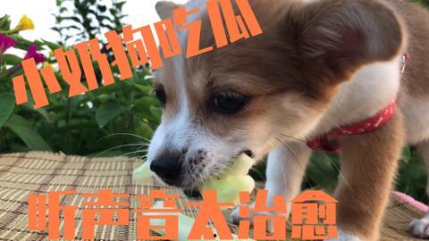 喂狗狗吃瓜,狗狗的甜蜜瓜果时光