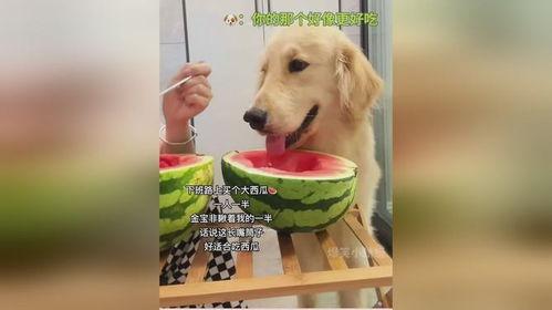 喂狗狗吃瓜,狗狗的甜蜜瓜果时光