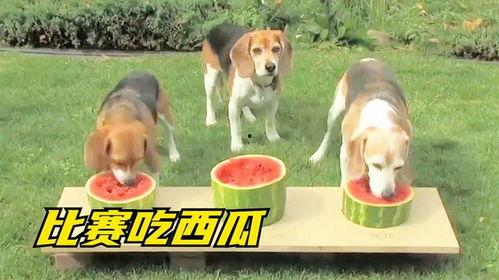 喂狗狗吃瓜,狗狗的甜蜜瓜果时光