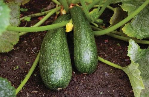 吃中药能吃小凤瓜吗