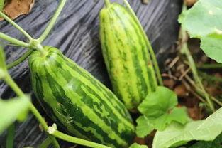 梦中吃瓜啥意思,揭秘梦境中的吃瓜寓意