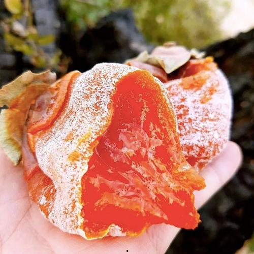 保定吃瓜柿饼,甜蜜滋味尽在吃瓜柿饼