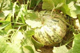 面瓜囊可以吃吗,揭秘可食用之谜