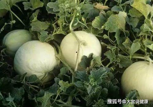 面瓜囊可以吃吗,揭秘可食用之谜