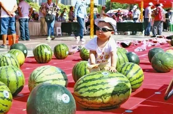 吃瓜王大赛,瓜界风云再起，谁是瓜界霸主？