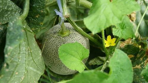 清落吃瓜后续,揭秘娱乐圈风云再起