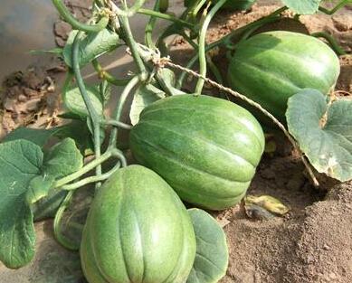 香瓜视频 吃瓜事件,揭秘网络舆论的狂欢与反思