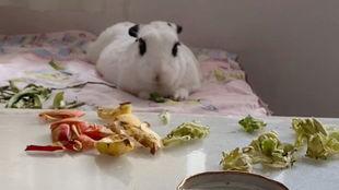 野餐兔吃瓜,野餐兔的甜蜜瓜果盛宴
