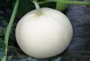 梨瓜怎么吃视频,视频教你轻松享美食