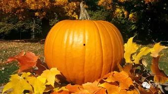 诸暨吃瓜微信,揭秘当地美食背后的故事与风情