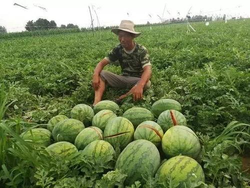 吃瓜的时候瓜掉了