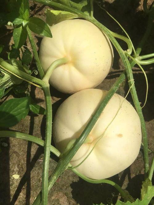 吃瓜算不算真吃瓜,真吃瓜还是假围观？