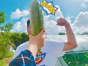 吃瓜很饱,揭秘娱乐圈幕后故事