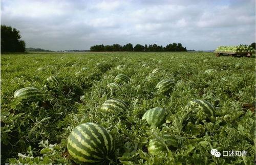 吃瓜很饱,揭秘娱乐圈幕后故事