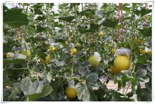 平阴吃瓜事件,一场网络热议背后的真相揭秘