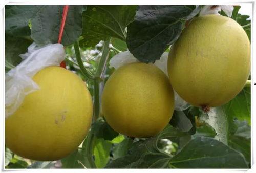 平阴吃瓜事件,一场网络热议背后的真相揭秘