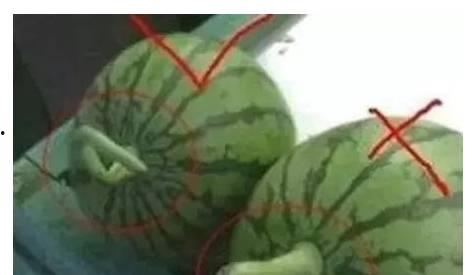 吃瓜都有什么圈