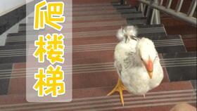 小鸡仔吃瓜,小鸡仔的夏日瓜趣之旅