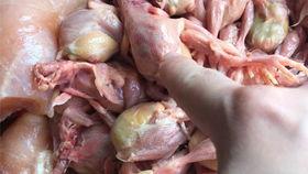 小鸡仔吃瓜,小鸡仔的夏日瓜趣之旅