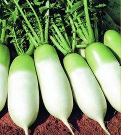 梦见摘瓜摘萝卜吃,瓜果飘香，萝卜甘甜的味蕾之旅