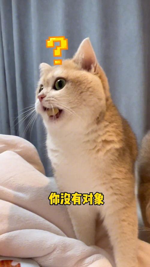 蜜桃猫吃瓜,揭秘娱乐圈那些不为人知的幕后故事