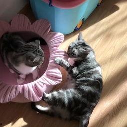 蜜桃猫吃瓜,揭秘娱乐圈那些不为人知的幕后故事