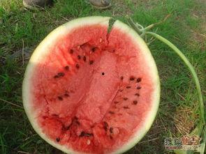 吃瓜吃到门口了,揭秘“吃瓜吃到门口”的疯狂世界