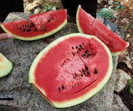 海杉会吃瓜,揭秘海洋植物界的“吃瓜高手”