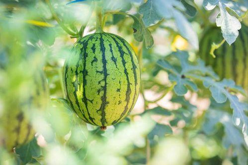 汇景家园吃瓜,一场吃瓜盛宴背后的社区风云