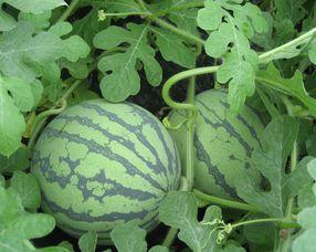 怀孕了可以吃石瓜,石瓜助力健康孕育