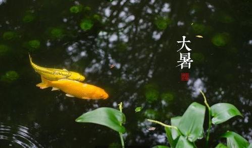 小暑吃瓜还是大暑吃瓜好