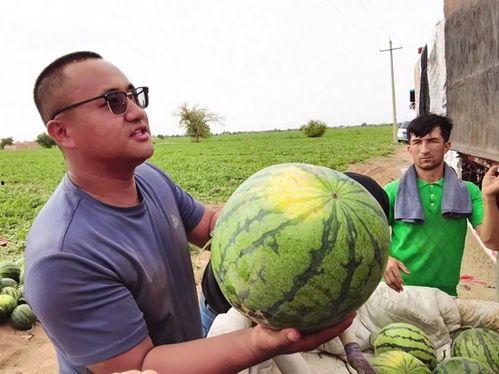 吃瓜专用图,图解吃瓜专用图背后的故事