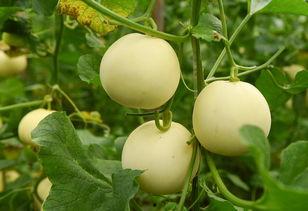 吃瓜群众小扁豆,揭秘娱乐圈那些事儿