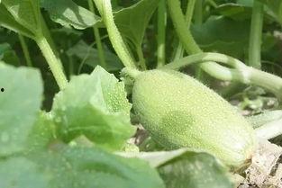 吃瓜群众小扁豆,揭秘娱乐圈那些事儿