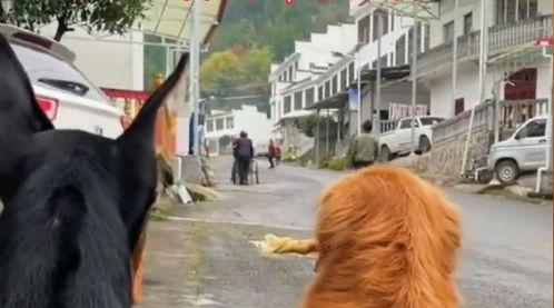 小狗听人吵架吃瓜,围观人吵架场面逗趣十足