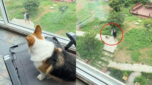 小狗听人吵架吃瓜,围观人吵架场面逗趣十足