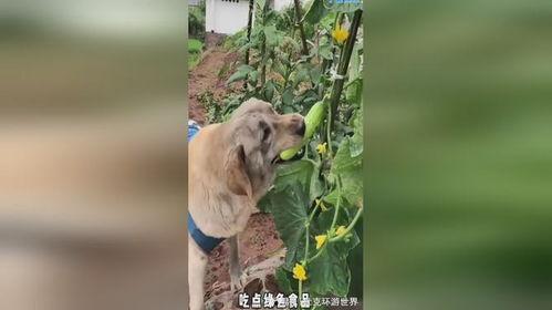 小狗听人吵架吃瓜,围观人吵架场面逗趣十足