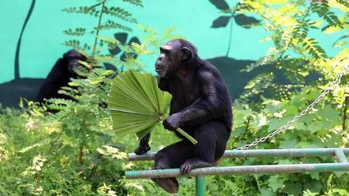 青蛙吃瓜群众视频,揭秘动物界的“吃瓜”现象