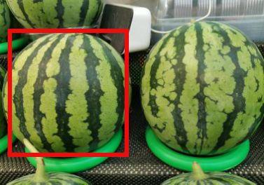 拍瓜比吃瓜甜的句子是什么,揭秘比吃瓜更甜的体验