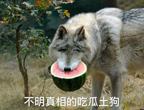 吃瓜狼尼克瓜,揭秘娱乐圈的瓜田传奇