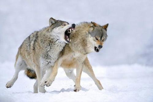 吃瓜狼尼克瓜,揭秘娱乐圈的瓜田传奇