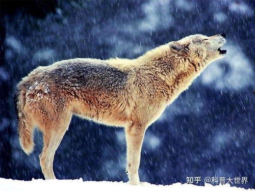 吃瓜狼尼克瓜,揭秘娱乐圈的瓜田传奇