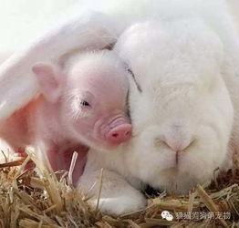 小猪吃瓜 兔子岛,兔子岛奇遇记