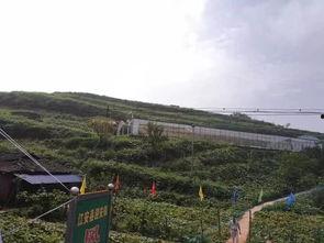 小北湖最新吃瓜事件,真相揭秘引网友热议