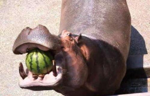 三亚河马吃瓜,夏日海滩成欢乐聚集地