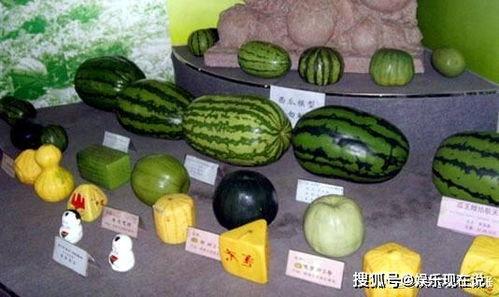 十三吃瓜版,揭秘娱乐圈幕后真相，带你领略明星们的真实生活