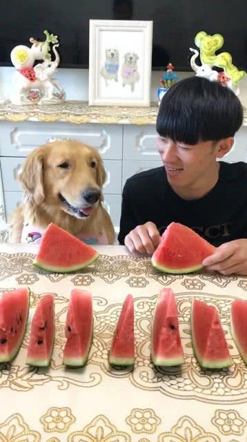 吃瓜小狗主人图片高清