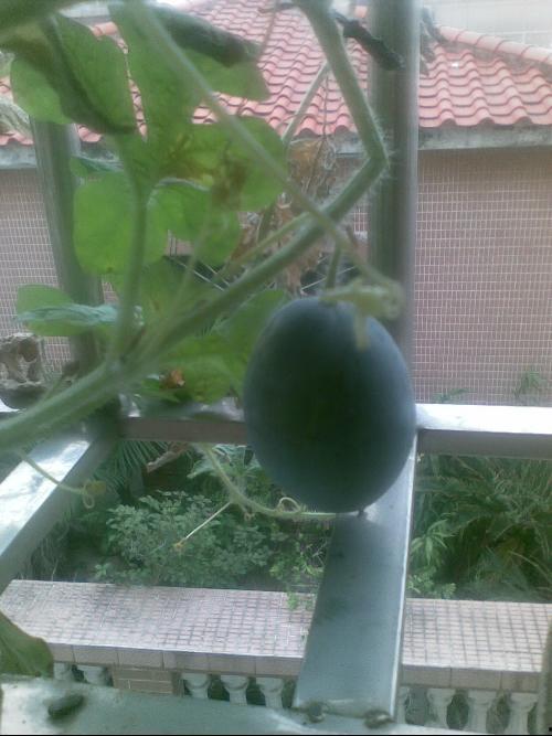 阳台吃瓜事件报警